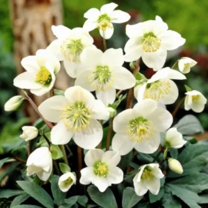 Čemerica biela - Helleborus niger - voľnokorenné sadenice čemeríc - 1 ks