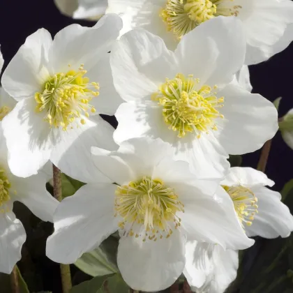 Čemerica biela - Helleborus niger - voľnokorenné sadenice čemeríc - 1 ks