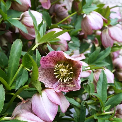 Čemerica východná - Helleborus orientalis - voľnokorenenné sadenice čemeríc - 1 ks