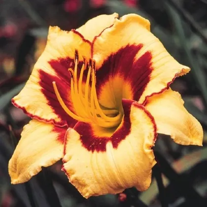 Ľaliovka Eye on America - Hemerocallis - predaj cibuľovín - 1 ks