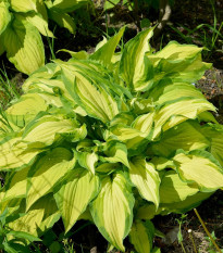 Funkia - Hosta Albopicta - predaj cibuľovín - 1 ks