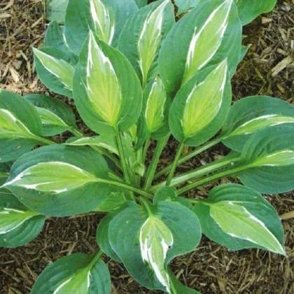 Funkia - Hosta Snake Eyes - predaj cibuľovín - 1 ks