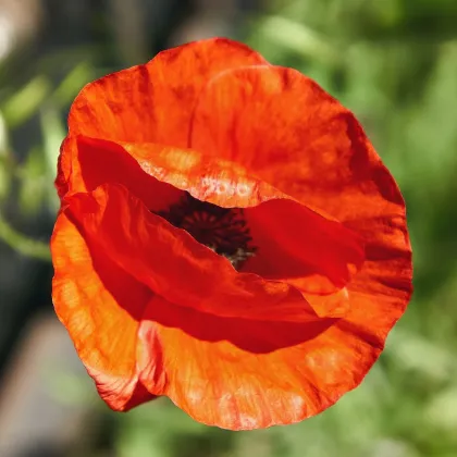 Mak východný - Papaver orientalis - voľnokorenné sadenice maku - 1 ks