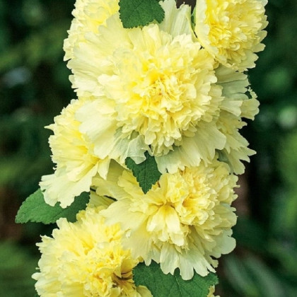 Topoľovka Spring Celebrities Lemon - Alcea - voľnokorenenné sadenice topoľovky - 1 ks