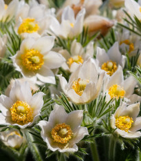 Poniklec biely - Pulsatilla - predaj jednoducho korenených sadeníc - 1 ks