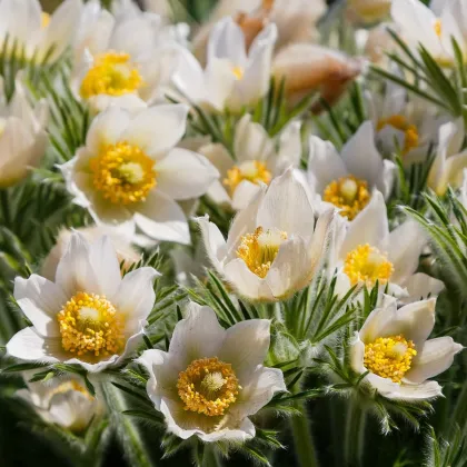 Poniklec biely - Pulsatilla - predaj jednoducho korenených sadeníc - 1 ks