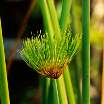 Papyrus - Cyperus papyrus - semiačka - 8 ks