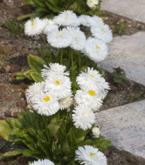 Sedmokráska obyčajná Habanera biela - Bellis perennis - predaj semien - 40 ks