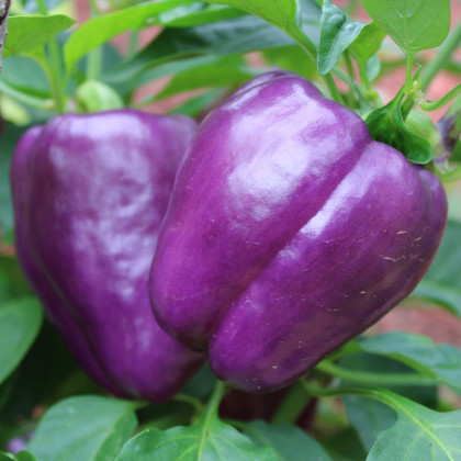 Paprika Beluga Lilac F1 - Capsicum annuum - predaj semien - 6 ks