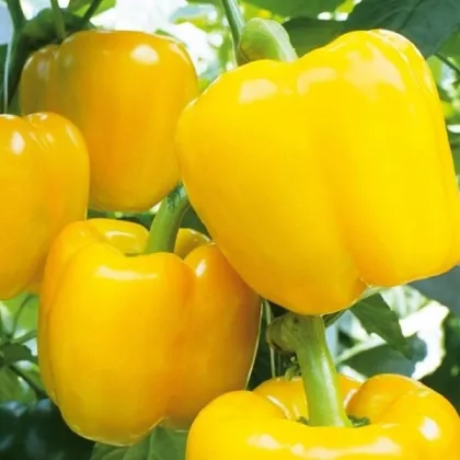 Paprika Beluga Yellow F1 - Capsicum annuum - predaj semien - 5 ks