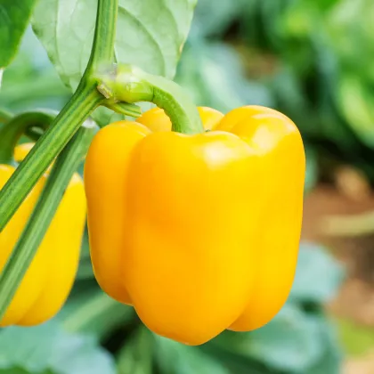 Paprika Beluga Yellow F1 - Capsicum annuum - predaj semien - 5 ks