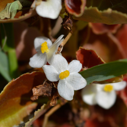 Begónia Marsala F1 White - Begonia semperflorens - predaj semien - 20 ks