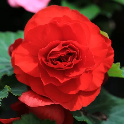 Begónia Nonstop F1 Red - Begonia tuberhybrida - predaj semien - 20 ks