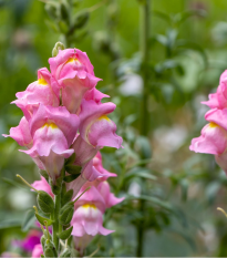 Papuľka väčšia Rocket F1 Rose - Antirrhinum majus - predaj semien - 20 ks