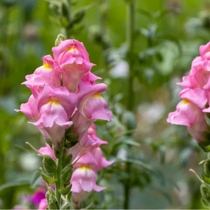 Papuľka väčšia Rocket F1 Rose - Antirrhinum majus - predaj semien - 20 ks