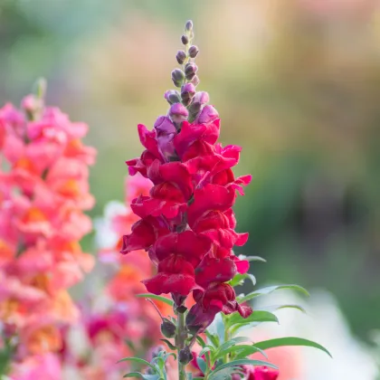 Papuľka väčšia Rocket F1 Red - Antirrhinum majus - predaj semien - 20 ks