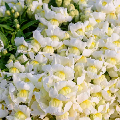 Papuľka väčšia Leo F1 White - Antirrhinum majus - predaj semien - 20 ks