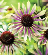 Echinacea Green Twister - Echinacea purpurea - voľnokorenné sadeničky echinacey- 1 ks