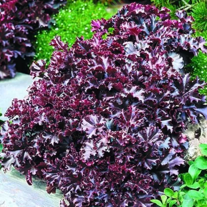 Heuchera Melting Fire - Heuchera - predaj semien - 15 ks