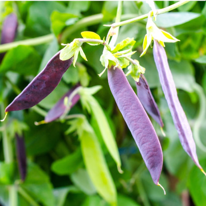 Hrach fialový Shiraz - Pisum sativum - predaj semien - 30 ks