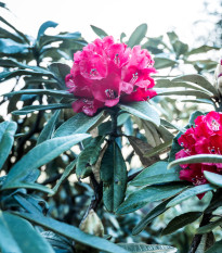 Rododendron - drieň - Rhododendron arboreum - semiačka - 50 ks