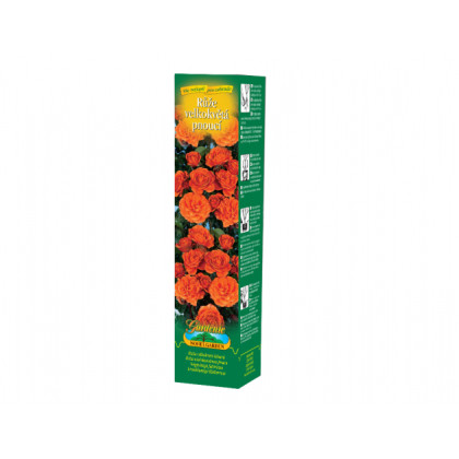 Ruža veľkokvetá popínavá oranžová - Rosa - voľnokorenné sadeničky ruží - 1 ks