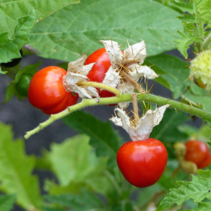 Paradajka Liči - Solanum sisymbriifolium -  Semená rajčiaka - 6 ks