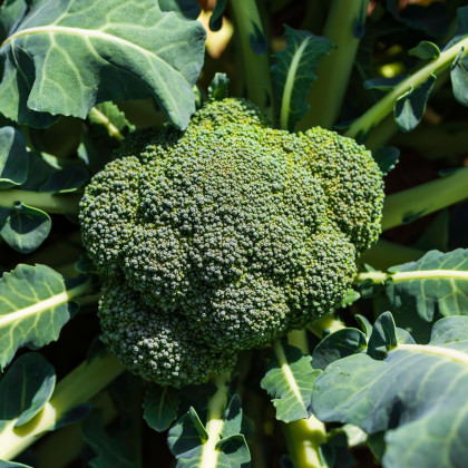 BIO Brokolica Covina F1 - Brassica oleracea L. - predaj bio semien - 20 ks