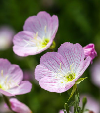 Pupalka ružová kobercová - Oenothera speciosa - predaj semien - 50 ks