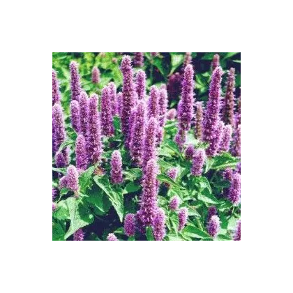 Agastache mexická Bavaria - Agastache mexicana - predaj semien - 30 ks