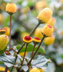 Plamatka kapustová Peek-A-Boo - Spilanthes oleracea - predaj semien - 10 ks