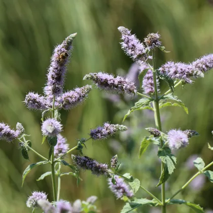 Mäta dlholistá Horse mint - Mentha longifolia - predaj semien - 0,1 g