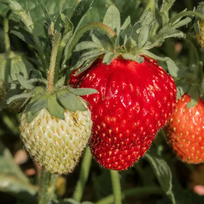 Jahody stáleplodiace Ariba Deep Rose F1 - Fragaria ananassa - predaj semien - 10 ks