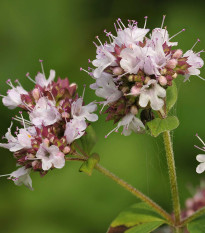 Dobromyseľ obyčajná Aromata - Origanum vulgare - predaj semien - 1000 ks