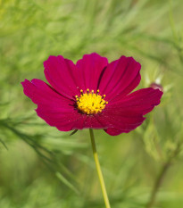 Krasuľka perovitá Cosmini Red - Cosmos bipinnatus - predaj semien - 20 ks