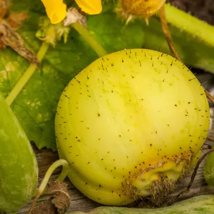 Uhorka Lemon - Cucumis sativus - predaj semienok - 10 ks