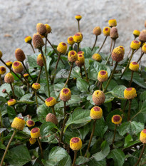 Acmella oleracea - Spilanthes oleracea - predaj semien - 80 ks