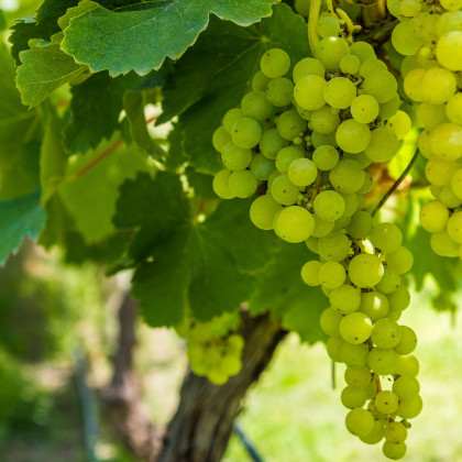 Vinič hroznorodý - Vitis vinifera - predaj voľnokorenných sadeníc - 1 ks