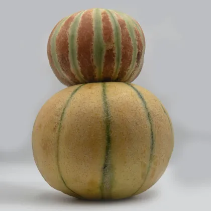 Melón cukrový Kajari - Cucumis melo - predaj semien - 6 ks