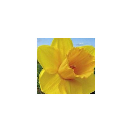 Narcis - Trelawney zlatý - cibuľky - 3 ks