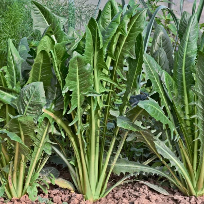 Semená talianskych šalátov - predaj výsevných pásikov - 5 m