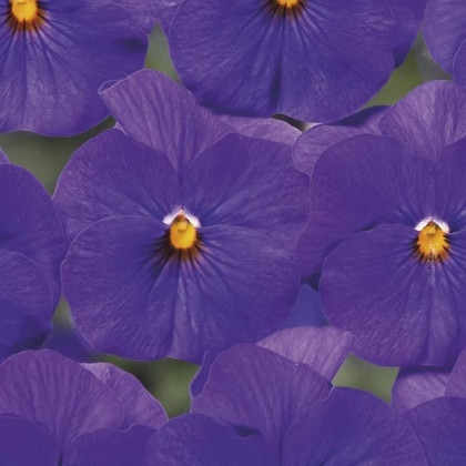 Fialka Twix F1 Blue with Eye - Viola cornuta - predaj semien - 20 ks