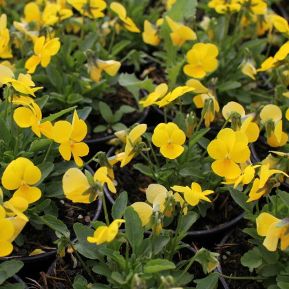 Fialka Ice Babies F1 Golden Yellow - Viola cornuta - predaj semien - 20 ks