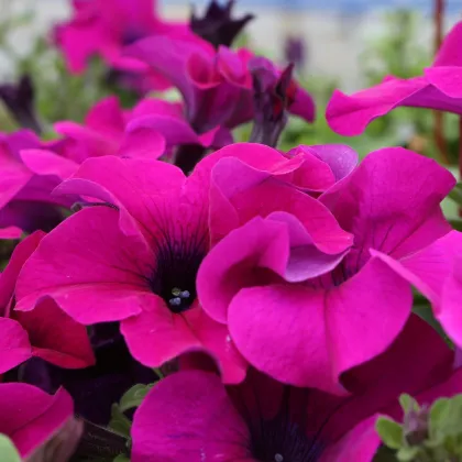 Petúnia Cascadini F1 Purple - Petunia x atkinsiana - predaj semien - 15 ks