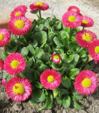 Sedmokráska Speedstar Plus Rose - Bellis perennis - predaj semien - 40 ks