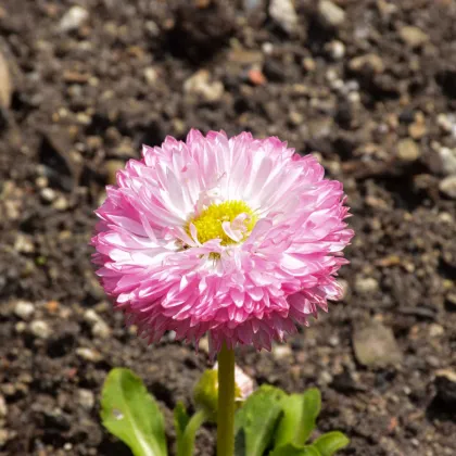 Sedmokráska chudobka Robella - Bellis perennis - predaj semien - 40ks