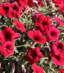 Petúnia Cascadini F1 Red - Petunia x atkinsiana - predaj semien - 15 ks