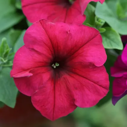 Petúnia Cascadini F1 Rose - Petunia x atkinsiana - predaj semien - 15 ks