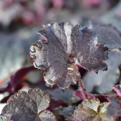 Heuchera Palace Purple - Heuchera - predaj semien - 20 ks