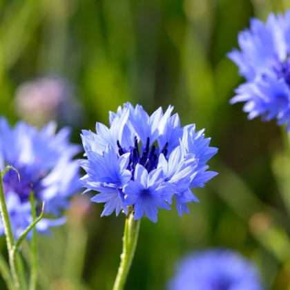 BIO Nevädza modrá - Centaurea cyanus - predaj bio semien - 30 ks